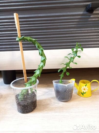 Церопегия Робинзиана