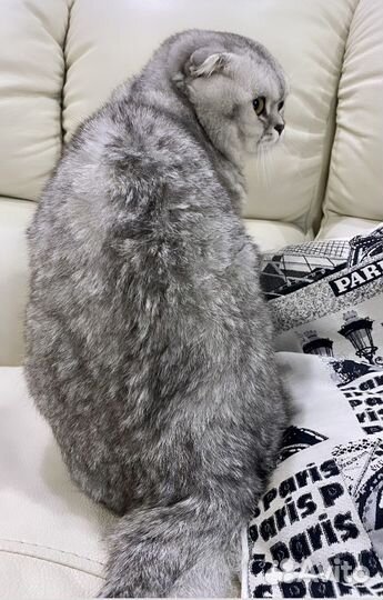 Шотландский кот вязка