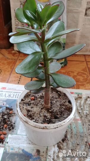 Толстянка Крассула овата, или денежное дерево