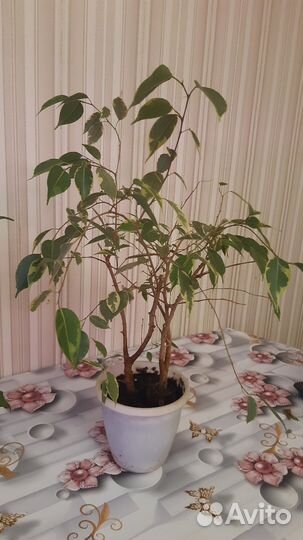 Замиокулькас