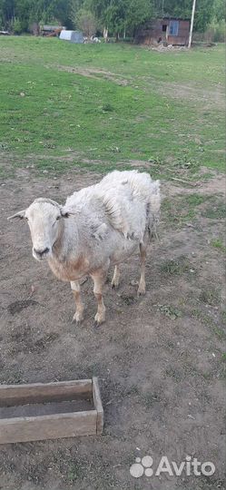 Катумские бараны на племя