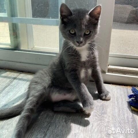 Серо белые котята в добрые руки