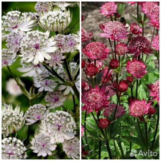Астранция,многолетние цветы для сада