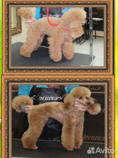 Стрижка собак Выезд. Грумер