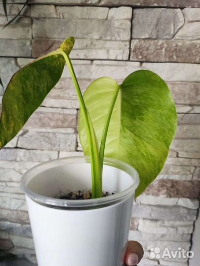 Монстера yellow (жёлтая)