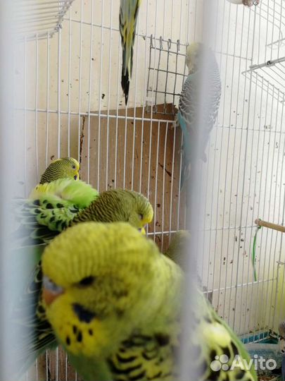 Волнистый попугай