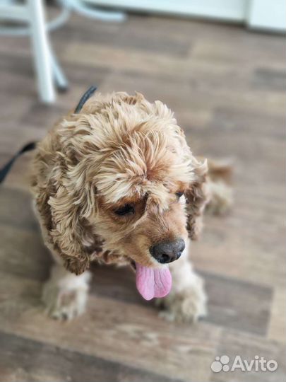 Кокер спаниель