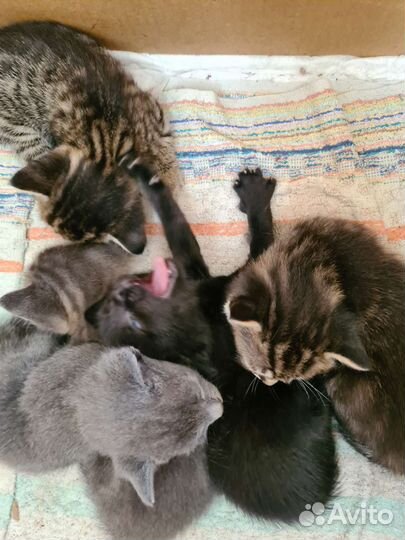 Котята в добрые руки