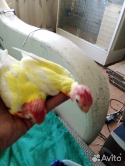 Птенцы розеллы