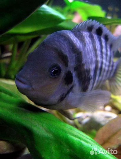 Цихлозома чернополосая и белая фламинго