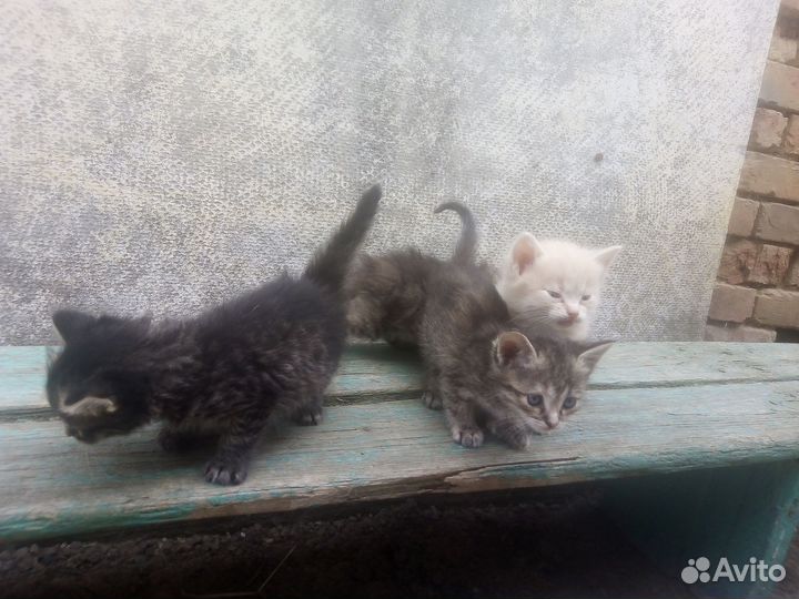 Отдам котят в хорошие руки