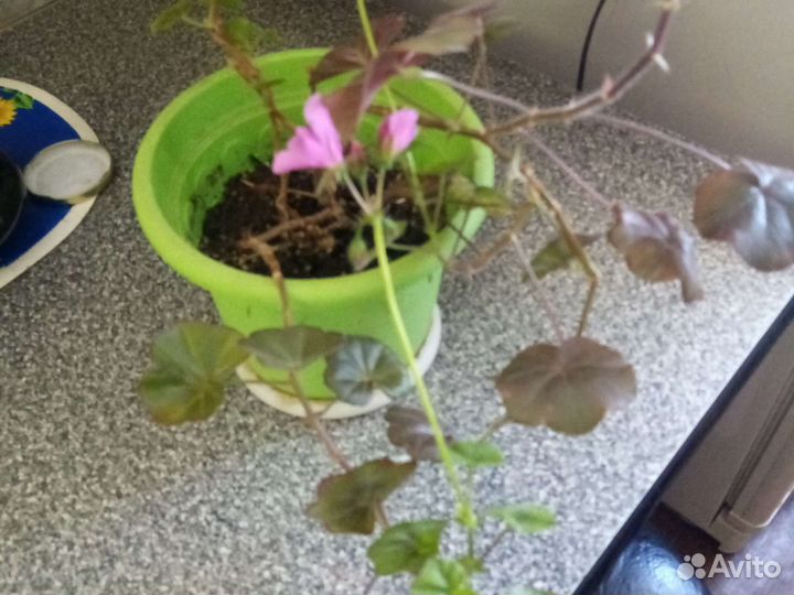 Герань обычная