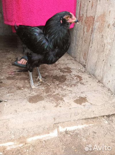 Петухи Амераукан,Маран,Ухейилюй