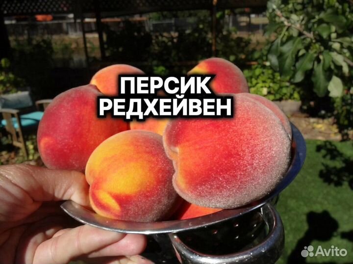 Плодовые декоративные деревья