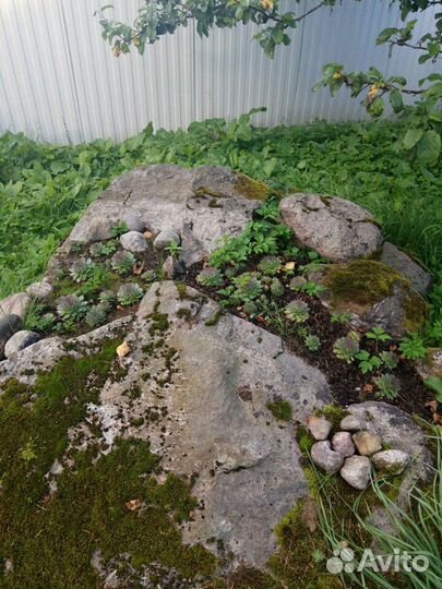 Суккуленты