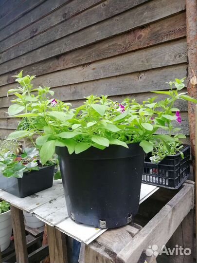 Вегетативная петуния