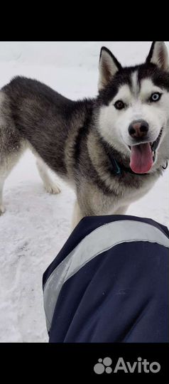 Хаски вязка