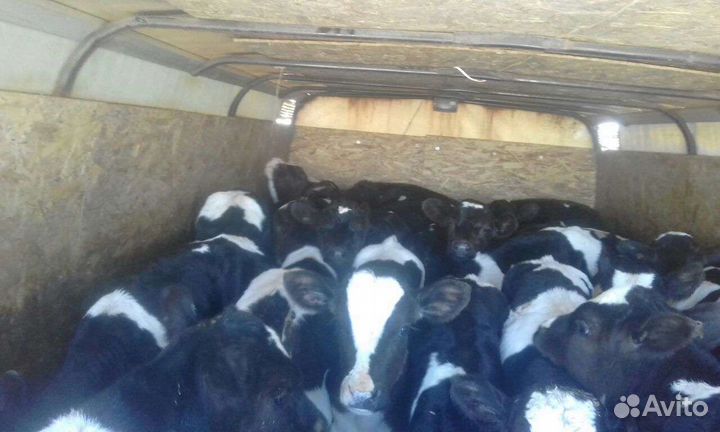 Бычки телята