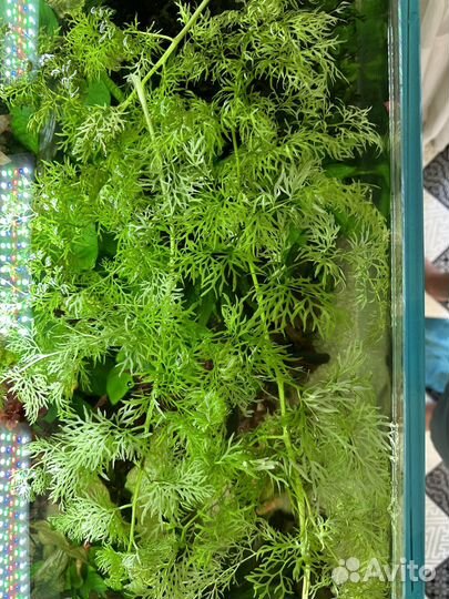 Растения для аквариума (прополка)