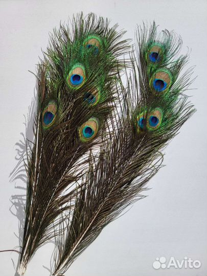 Перья павлина натуральные