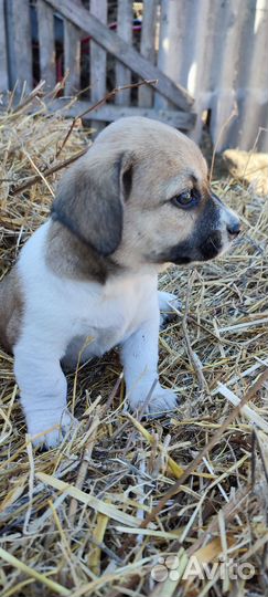 Собака в добрые руки отдам бесплатно