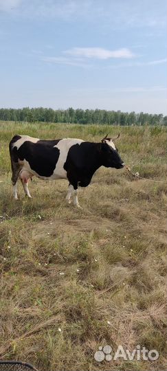 Корова дойная