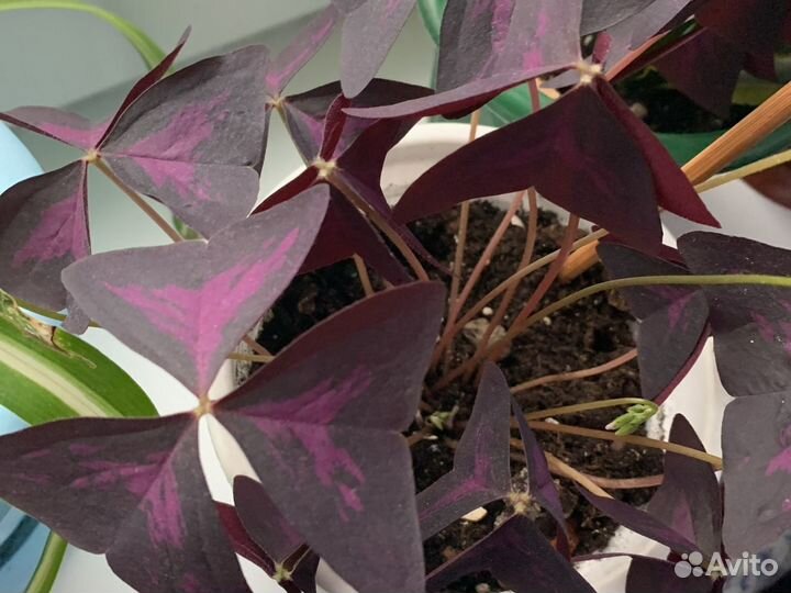 Кислица оксалис цветы фиолетовая и зелёная