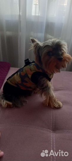 Жилетка для собак со шлейкой