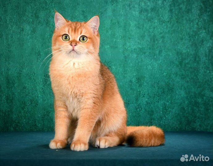 Золотой кот NY12 на вязку с документами