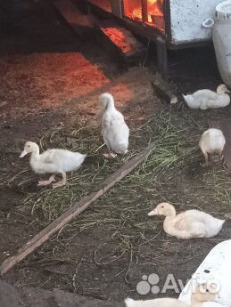 Мясо менее жирной утки Мулард(без запаха)