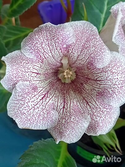 Глоксинии, детки,семена