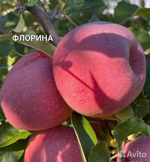 Саженцы яблони