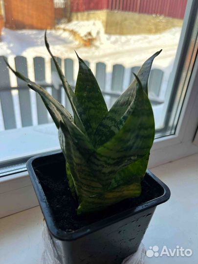 Сансевиерия