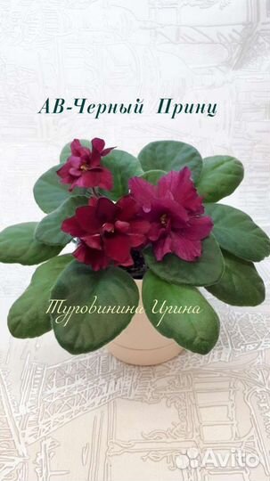 Детки сортовых фиалок