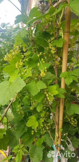 Саженцы плодовых и ягодных из питомника