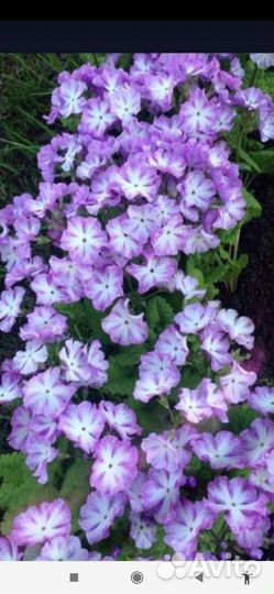 Ирисы, хосты примулы