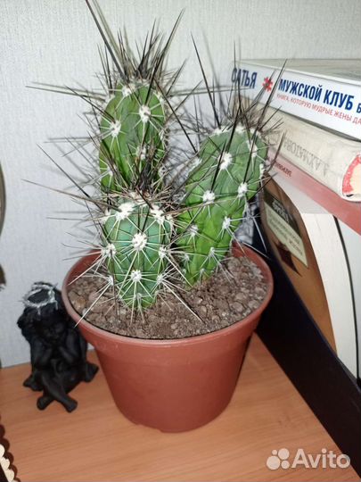 Большой кактус