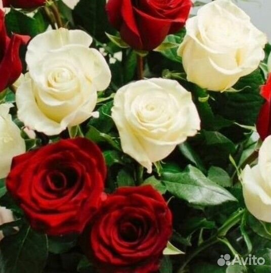 Микс 21 роза красная и белая. Доставка 46-10-00