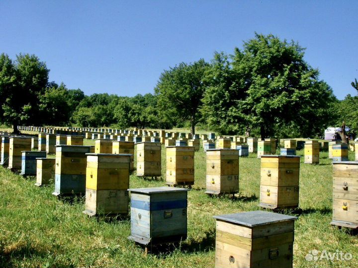 Медовые рамки