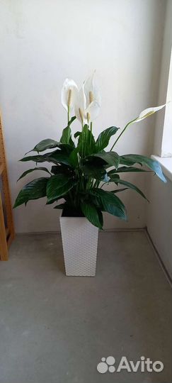 Спатифиллум Bingo Cupido 110 см