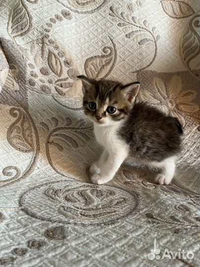 Шотландская