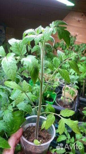 Рассада помидоров