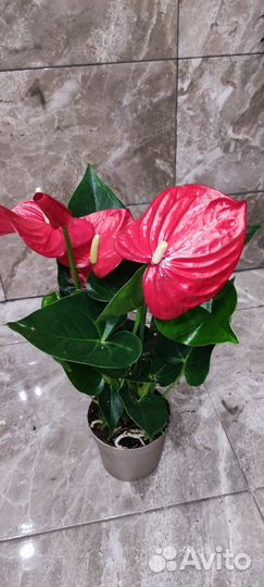 Антуриум Ред 12/40 см