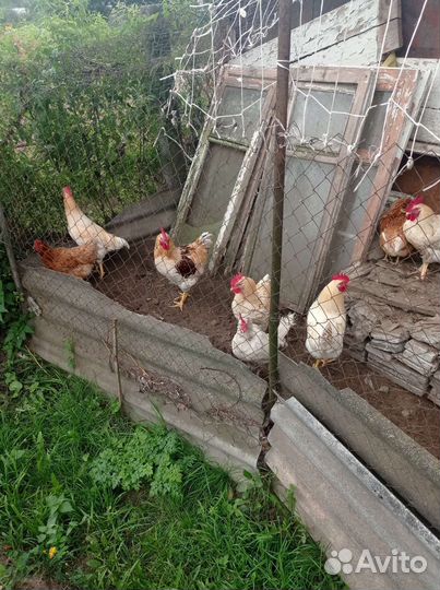 Молодые петухи