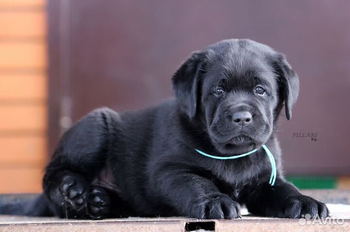 Лабрадор щенки (документы РКФ)