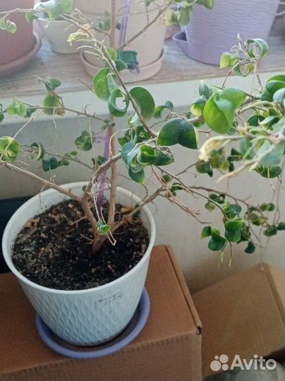 Фикус Букле