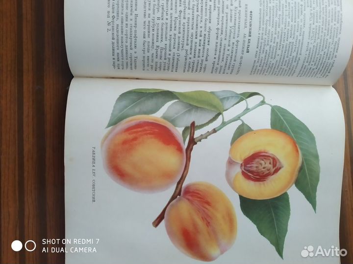 Сорта плодовых и ягодных культур