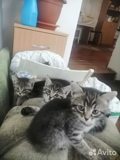 Отдам милых котят в добрые руки