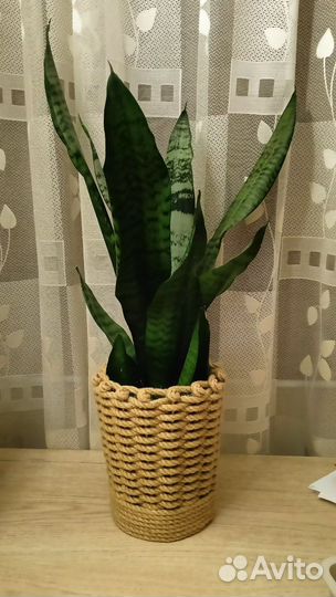 Сансевьерия