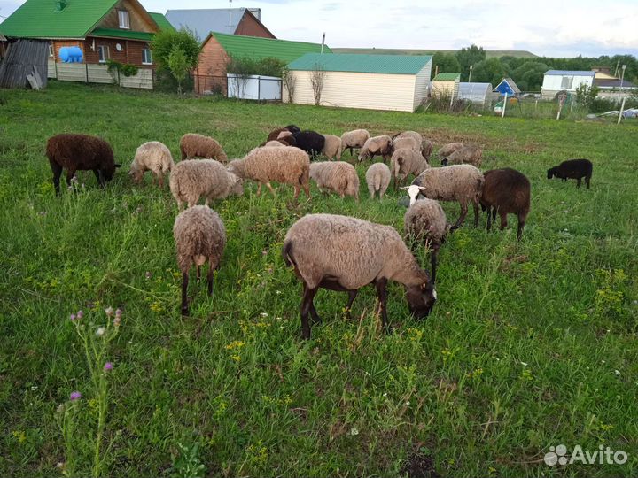 Овцы бараны оптом